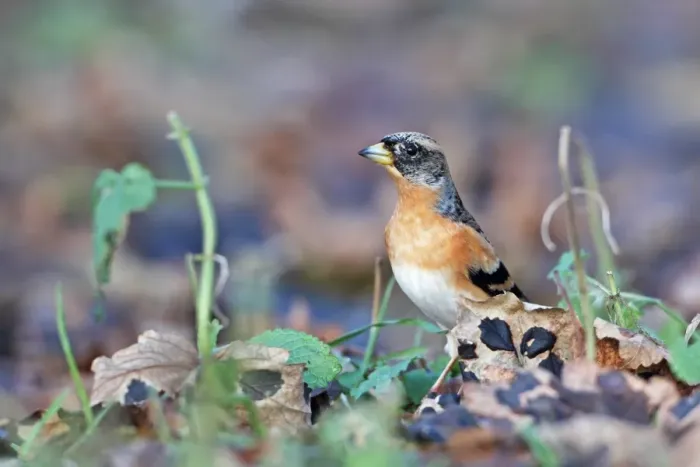Framed Print : Brambling (Fringilla montifringilla) adult male, winter plumage, foraging amongst leaf litter, Whitlingham, The Broads, Norfolk, England, december Framed Print : Brambling (Fringilla montifringilla) adult male, winter plumage, foraging amongst leaf litter, Whitlingham, The Broads, Norfolk, England, december