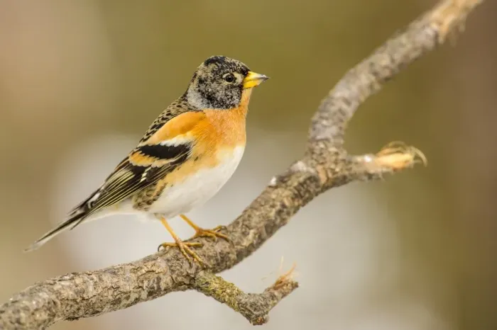 Framed Print : Brambling (Fringilla montifringilla) adult male, winter plumage, perched on twig, Capanne di Marcarolo Regional Park Framed Print : Brambling (Fringilla montifringilla) adult male, winter plumage, perched on twig, Capanne di Marcarolo Regional Park