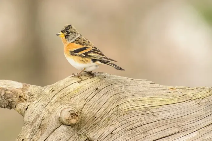 Framed Print : Brambling (Fringilla montifringilla) adult male, winter plumage, perched on log, Capanne di Marcarolo Regional Park Framed Print : Brambling (Fringilla montifringilla) adult male, winter plumage, perched on log, Capanne di Marcarolo Regional Park
