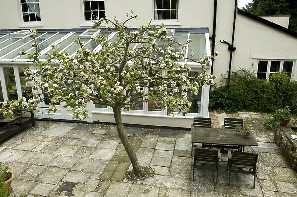 A Bramley apple tree in full blossom just outside a large conservatory at the back of a Georgian house in Devon
