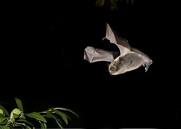 Brandts Bat (Myotis brandtii) adult, in flight over cotoneaster at night, Sussex, England, October