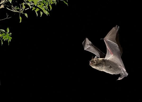 Brandts Bat (Myotis brandtii) adult, in flight towards ivy at night, Sussex, England, October