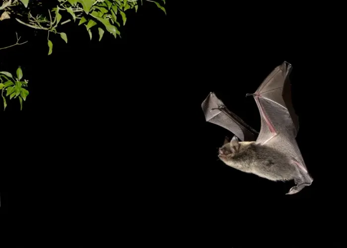 Framed Print : Brandts Bat (Myotis brandtii) adult, in flight towards ivy at night, Sussex, England, October