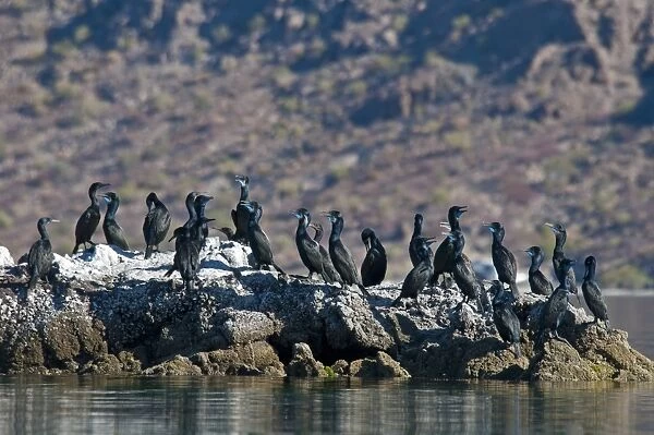 Brandt's Cormorant (Phalacrocorax penicillatus) flock, standing on coastal rocks, Bahia de la Concepcion, Baja California Sur, Mexico, march
