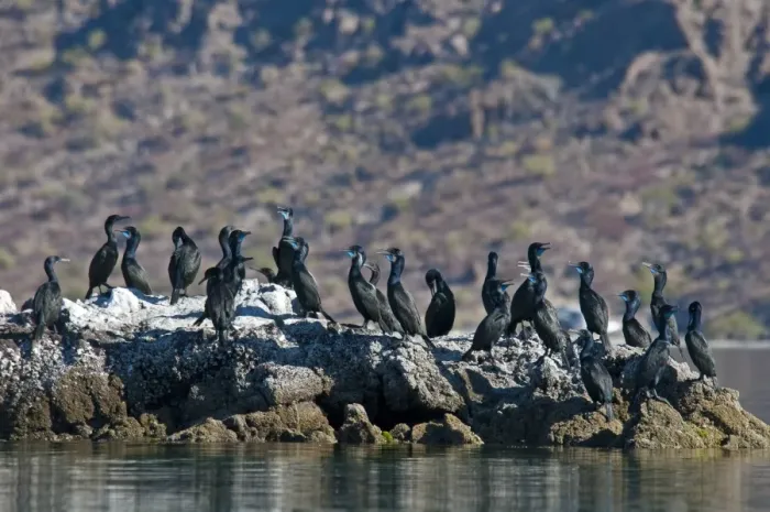 Framed Print : Brandt's Cormorant (Phalacrocorax penicillatus) flock, standing on coastal rocks, Bahia de la Concepcion, Baja California Sur, Mexico, march Framed Print : Brandt's Cormorant (Phalacrocorax penicillatus) flock, standing on coastal rocks, Bahia de la Concepcion, Baja California Sur, Mexico, march
