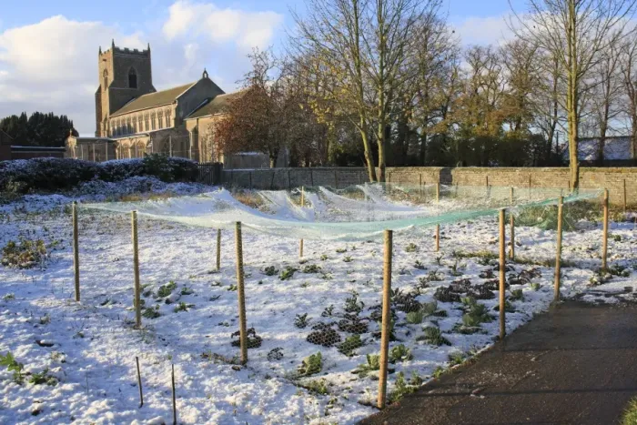 Framed Print : Brassicas under netting in snow covered village allotments, with church in background, St Framed Print : Brassicas under netting in snow covered village allotments, with church in background, St