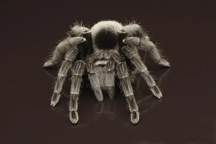 Framed Print : Brazilian Black Velvet Tarantua (Grammostola pulchra) adult, standing on reflective surface (captive) Framed Print : Brazilian Black Velvet Tarantua (Grammostola pulchra) adult, standing on reflective surface (captive)