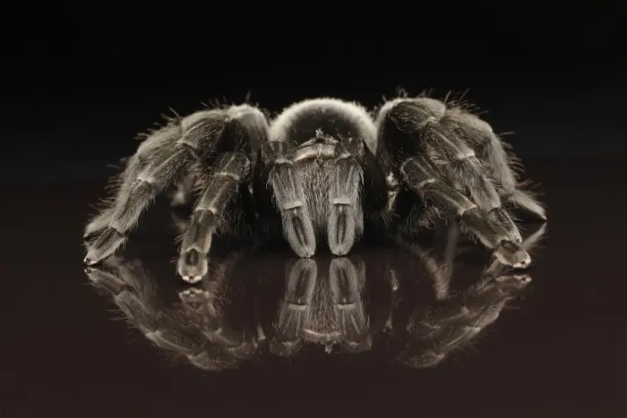 Framed Print : Brazilian Black Velvet Tarantua (Grammostola pulchra) adult, standing on reflective surface (captive)