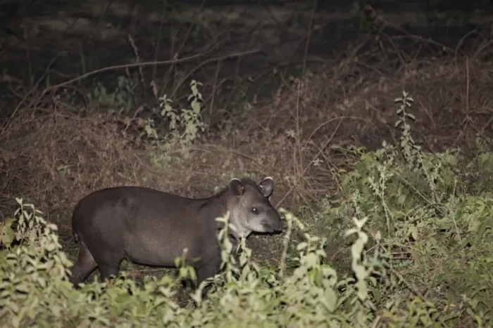 Framed Print : Brazilian Tapir (Tapirus terrestris) adult, standing in vegetation at night, Pantanal, Mato Grosso, Brazil Framed Print : Brazilian Tapir (Tapirus terrestris) adult, standing in vegetation at night, Pantanal, Mato Grosso, Brazil