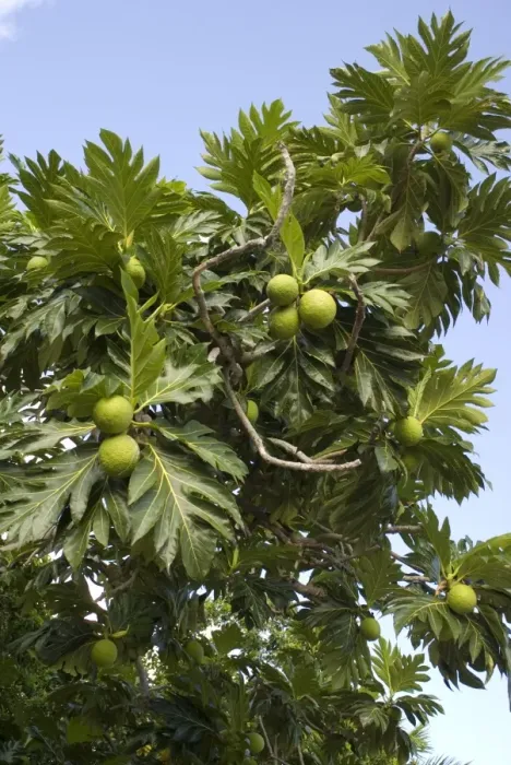 Framed Print : Breadfruit (Artocarpus altilis) fruit and leaves, Jibacoa, Mayabeque Province, Cuba, November