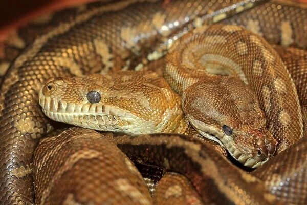 Bredls Carpet Python (Morelia bredli) two adults, close-up of heads, coiled together, Outback, Northern Territory