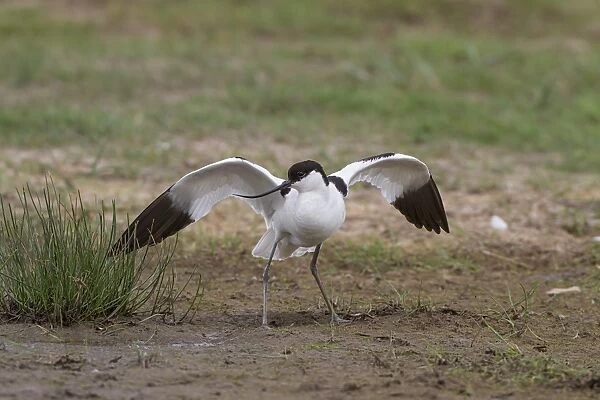 Breeding Avocet with wings raised, distraction display