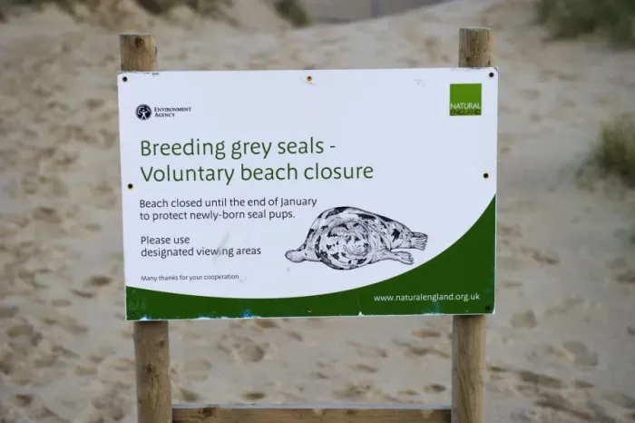 Framed Print : Breeding Grey Seals, Voluntary Beach Closure sign on beach near seal colony, Winterton, Norfolk, England, december Framed Print : Breeding Grey Seals, Voluntary Beach Closure sign on beach near seal colony, Winterton, Norfolk, England, december