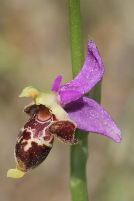 Framed Print : Bremifera Bee Orchid (Ophrys bremifera) close-up of flower, Peloponesos, Southern Greece, april Framed Print : Bremifera Bee Orchid (Ophrys bremifera) close-up of flower, Peloponesos, Southern Greece, april