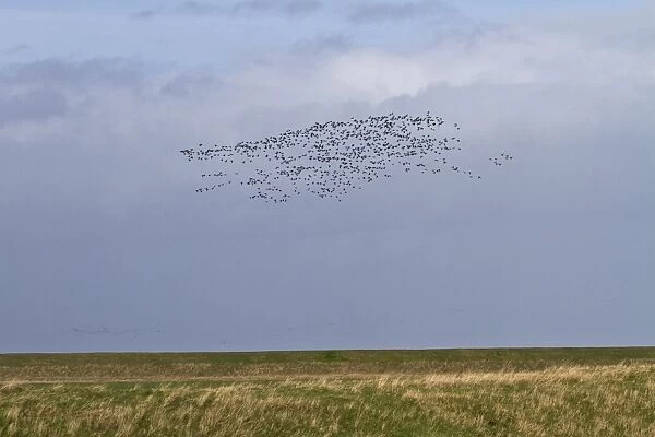 Brent Geese flying along the sea wall Terrington Marsh, The Wash