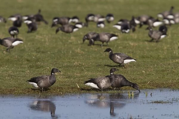 Brent Geese standing in shallow water in field, North Norfolk