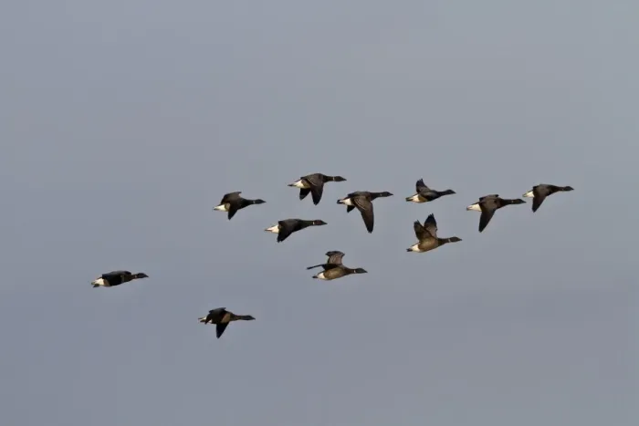 Framed Print : Brent Geese, winter flock flying over Deepdale Marsh, Brancaster, North Norfolk Framed Print : Brent Geese, winter flock flying over Deepdale Marsh, Brancaster, North Norfolk