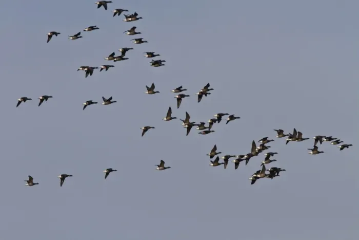 Framed Print : Brent Geese, winter flock flying over Deepdale Marsh, Brancaster, North Norfolk Framed Print : Brent Geese, winter flock flying over Deepdale Marsh, Brancaster, North Norfolk