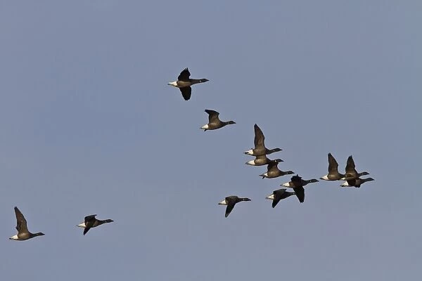 Brent Geese, winter flock flying over Deepdale Marsh, Brancaster, North Norfolk