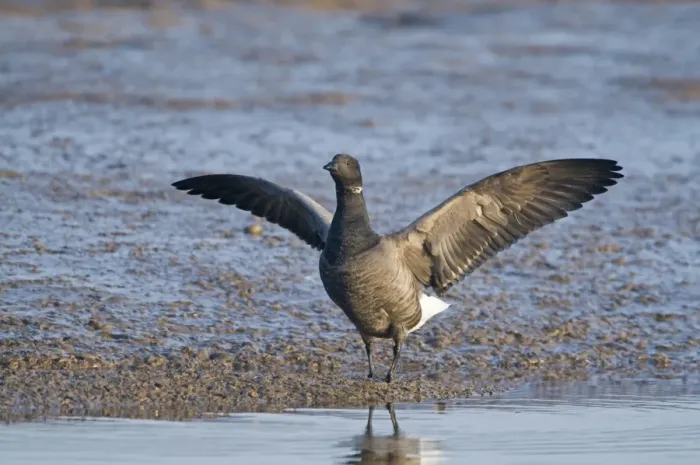 Framed Print : Brent Goose (Branta bernicla) adult, stretching wings, standing on mud in tidal creek, Brancaster Staithe, Norfolk, England, winter Framed Print : Brent Goose (Branta bernicla) adult, stretching wings, standing on mud in tidal creek, Brancaster Staithe, Norfolk, England, winter