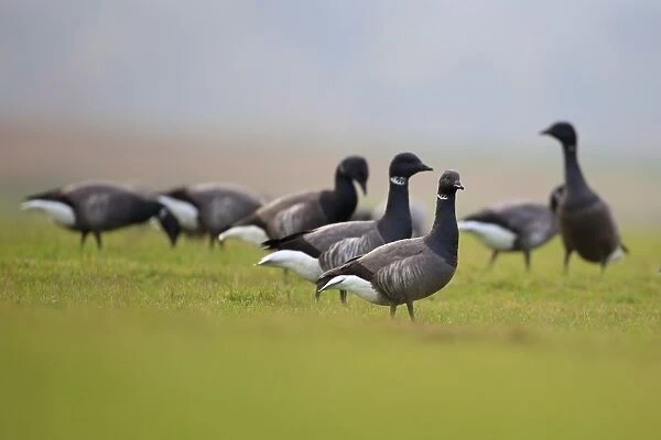 Brent Goose (Branta bernicla bernicla) dark-bellied form, flock, grazing on grass, Norfolk, England, November