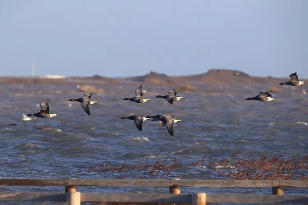 Brent Goose (Branta bernicla bernicla) dark-bellied form, flock, in flight over flooded coastal marshland habitat after
