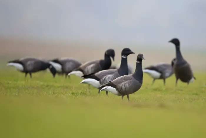 Framed Print : Brent Goose (Branta bernicla bernicla) dark-bellied form, flock, grazing on grass, Norfolk, England, November Framed Print : Brent Goose (Branta bernicla bernicla) dark-bellied form, flock, grazing on grass, Norfolk, England, November
