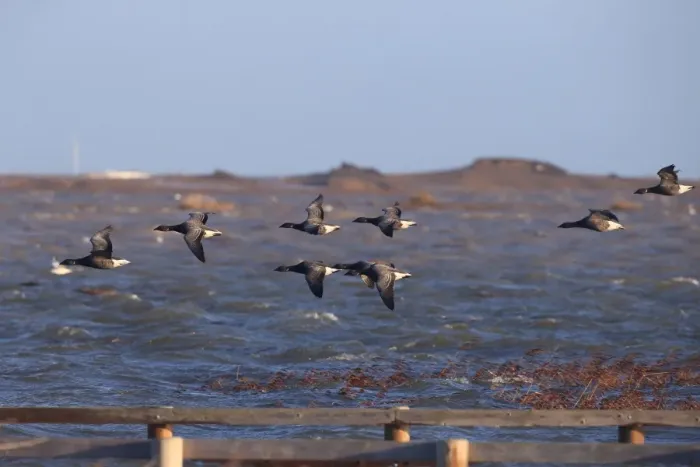 Framed Print : Brent Goose (Branta bernicla bernicla) dark-bellied form, flock, in flight over flooded coastal marshland habitat after Framed Print : Brent Goose (Branta bernicla bernicla) dark-bellied form, flock, in flight over flooded coastal marshland habitat after