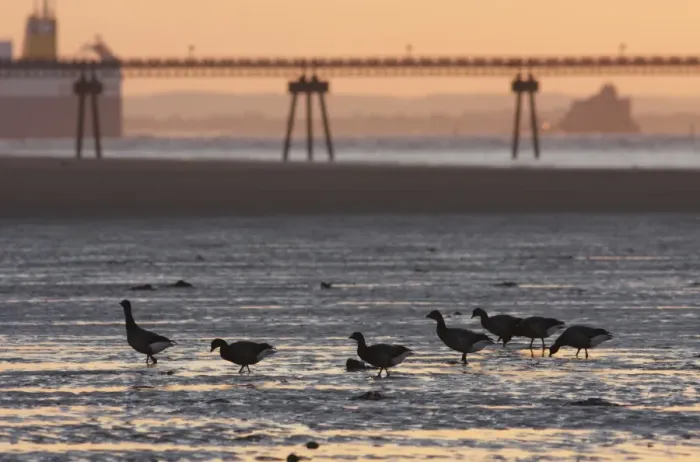 Framed Print : Brent Goose (Branta bernicla bernicla) seven adults, foraging in mud at low tide, with jetty in background, silhouetted at sunset, Spurn Point, East Yorkshire, England, october Framed Print : Brent Goose (Branta bernicla bernicla) seven adults, foraging in mud at low tide, with jetty in background, silhouetted at sunset, Spurn Point, East Yorkshire, England, october