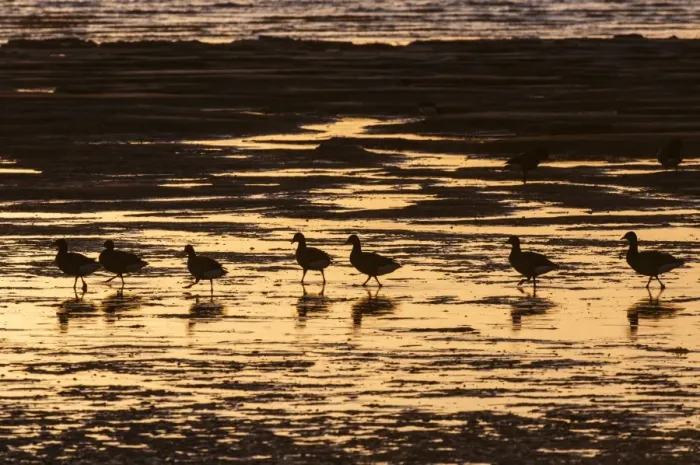 Framed Print : Brent Goose (Branta bernicla) flock, feeding on estuary at low tide, silhouetted at sunrise, Medway Estuary, Shellness Framed Print : Brent Goose (Branta bernicla) flock, feeding on estuary at low tide, silhouetted at sunrise, Medway Estuary, Shellness