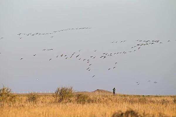 Brent Goose (Branta bernicla) flock, in flight over coastal marshland with birdwatcher, Cley Marshes Reserve