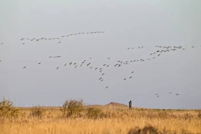 Framed Print : Brent Goose (Branta bernicla) flock, in flight over coastal marshland with birdwatcher, Cley Marshes Reserve