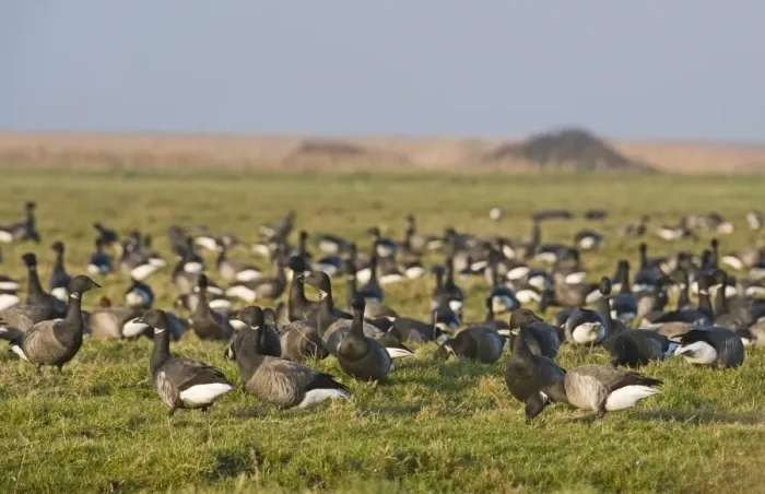 Framed Print : Brent Goose (Branta bernicla) flock, grazing in field, Salthouse, Norfolk, England, winter
