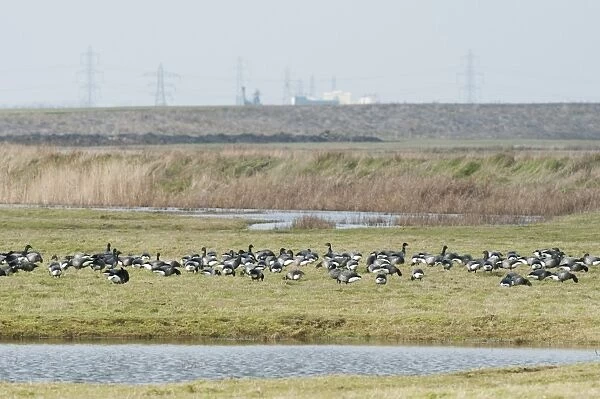 Brent Goose (Branta bernicla) flock, feeding on marshland habitat, with industry and powerlines in distance, North Kent Marshes, Kent, England, february