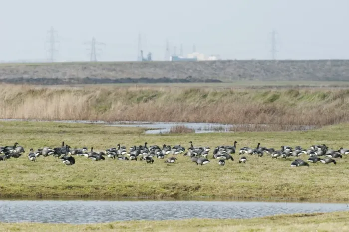 Framed Print : Brent Goose (Branta bernicla) flock, feeding on marshland habitat, with industry and powerlines in distance, North Kent Marshes, Kent, England, february Framed Print : Brent Goose (Branta bernicla) flock, feeding on marshland habitat, with industry and powerlines in distance, North Kent Marshes, Kent, England, february