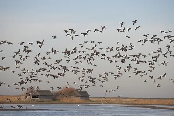 Brent Goose (Branta bernicla) flock, in flight over coastal marshland habitat with hides, Cley Marshes Reserve
