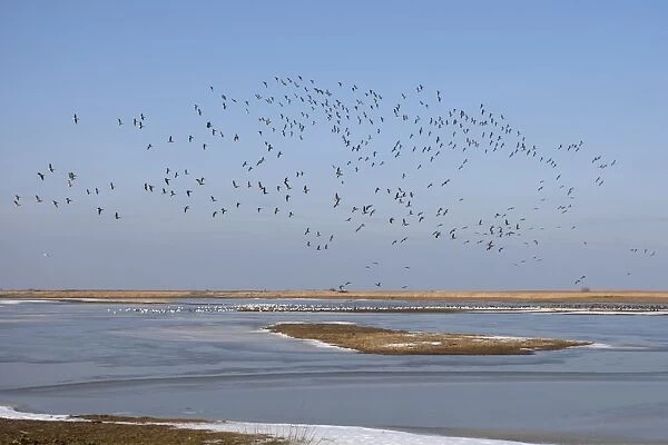 Brent Goose (Branta bernicla) flock, in flight over frozen coastal wetland habitat, Cley Marshes Reserve