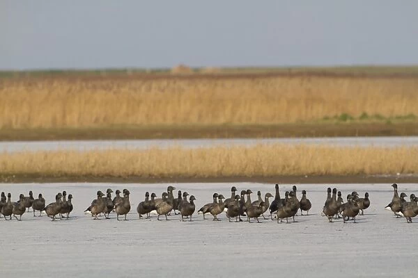 Brent Goose (Branta bernicla) flock, walking across ice in coastal wetland habitat, Cley Marshes Reserve