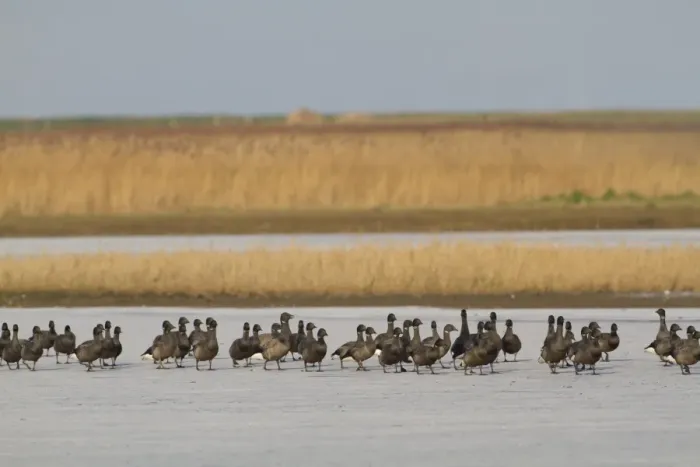 Framed Print : Brent Goose (Branta bernicla) flock, walking across ice in coastal wetland habitat, Cley Marshes Reserve Framed Print : Brent Goose (Branta bernicla) flock, walking across ice in coastal wetland habitat, Cley Marshes Reserve