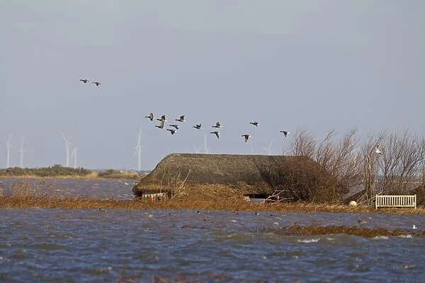 Brent Goose (Branta bernicla) flock, in flight over flooded coastal marshland habitat
