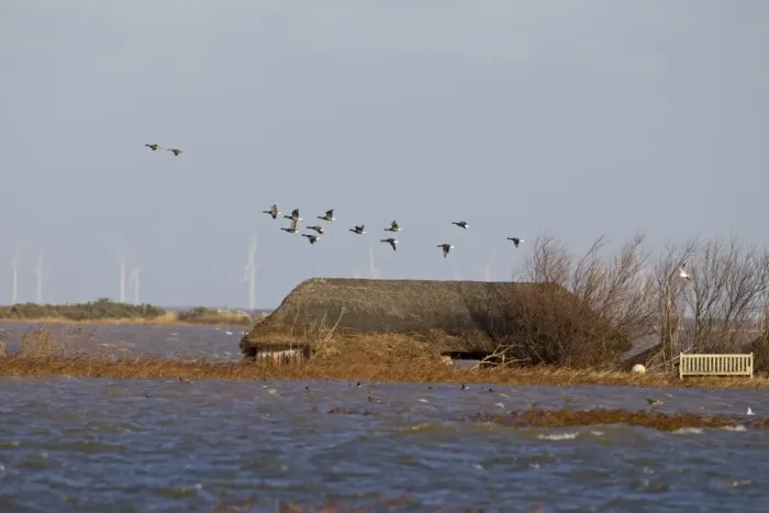 Framed Print : Brent Goose (Branta bernicla) flock, in flight over flooded coastal marshland habitat
