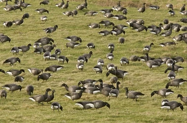 Brent Goose (Branta bernicla) flock, feeding, overwintering on coastal pasture, North Norfolk, England, march