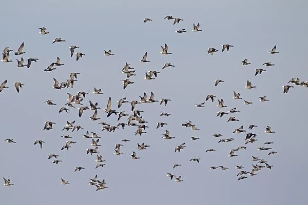 Brent Goose (Branta bernicla) flock, in flight, Norfolk, England, November