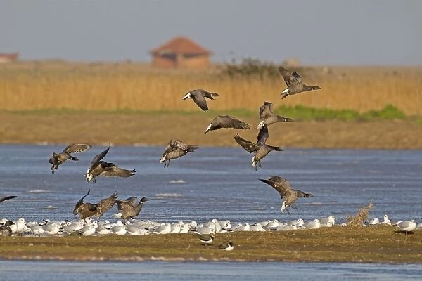 Brent Goose (Branta bernicla) flock, in flight, landing on island with Black-headed Gull (Larus ridibundus)