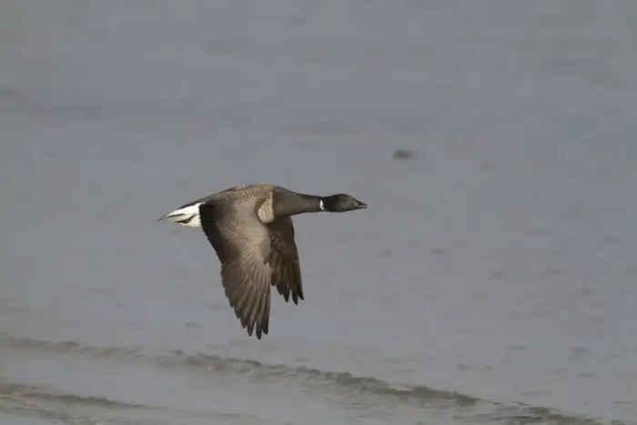 Framed Print : Brent Goose (Branta bernicla hrota) pale-bellied subspecies, adult, in flight over sea, Northern Ireland, February