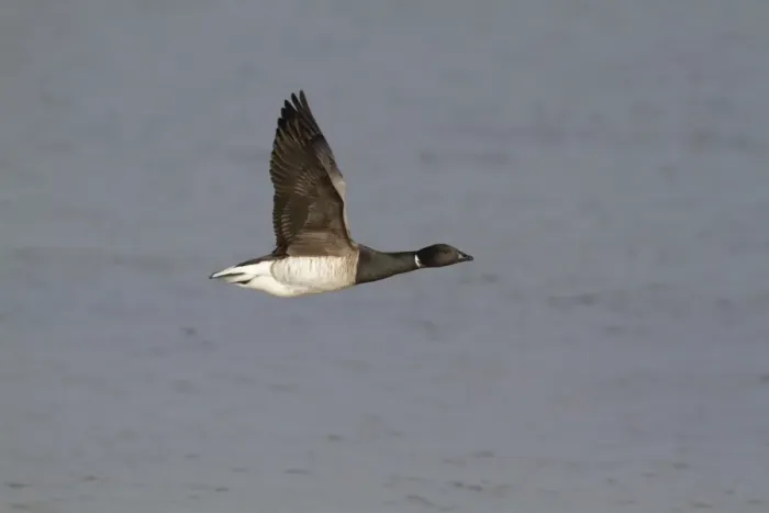 Framed Print : Brent Goose (Branta bernicla hrota) pale-bellied subspecies, adult, in flight over sea, Northern Ireland, February Framed Print : Brent Goose (Branta bernicla hrota) pale-bellied subspecies, adult, in flight over sea, Northern Ireland, February