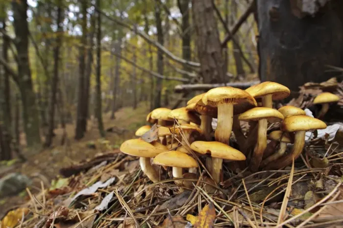 Framed Print : Brick Cap (Hypholoma sublateritium) fruiting bodies, growing on dead beech tree in forest habitat, Italy, october Framed Print : Brick Cap (Hypholoma sublateritium) fruiting bodies, growing on dead beech tree in forest habitat, Italy, october