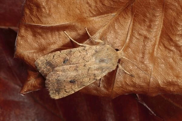 Brick Moth (Agrochola circellaris) adult, resting on fallen beech leaf, Powys, Wales, october