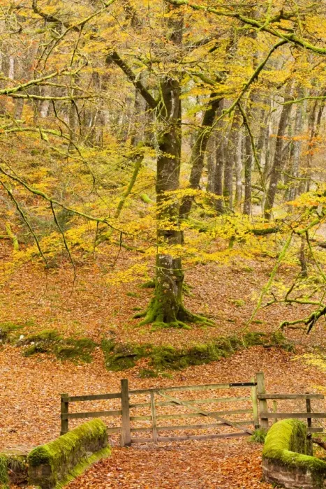 Framed Print : Bridge across river with gate leading to footpath, in woodland with trees in autumn colour, Castle Bridge, Danes Brook Framed Print : Bridge across river with gate leading to footpath, in woodland with trees in autumn colour, Castle Bridge, Danes Brook