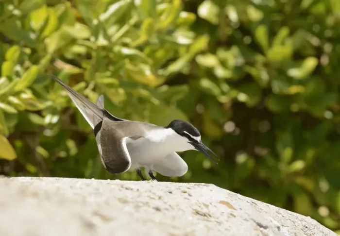 Framed Print : Bridled Tern (Onychoprion anaethetus) adult, in courtship display, Queensland, Australia, November Framed Print : Bridled Tern (Onychoprion anaethetus) adult, in courtship display, Queensland, Australia, November
